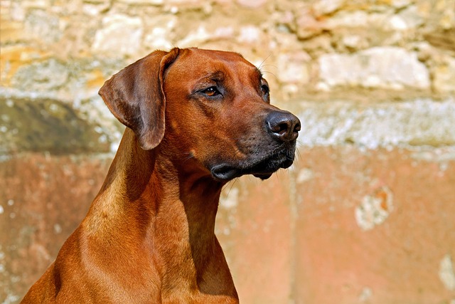 Hoe probiotica de gezondheid van je hond kan verbeteren